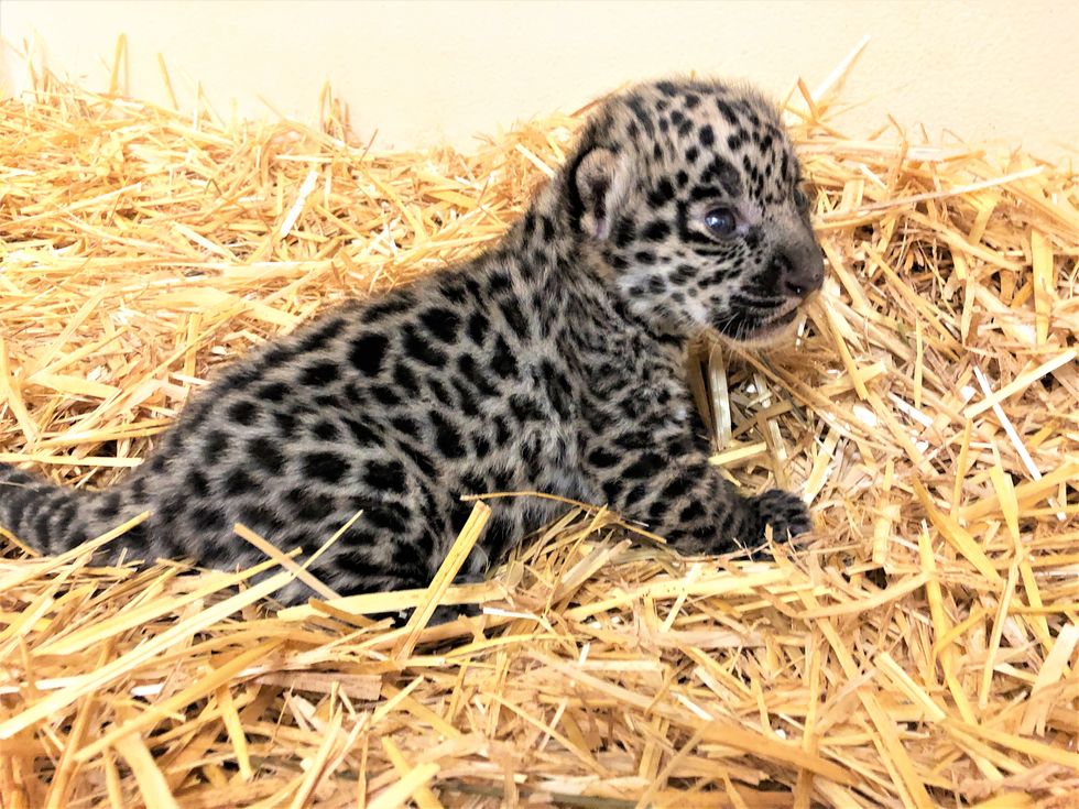 Jaguar-Baby in Salzburger Zoo: Sabine Grebner im Interview
