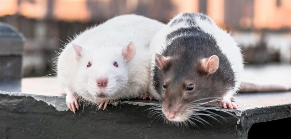 Riesen-Ratten bevölkern New York City