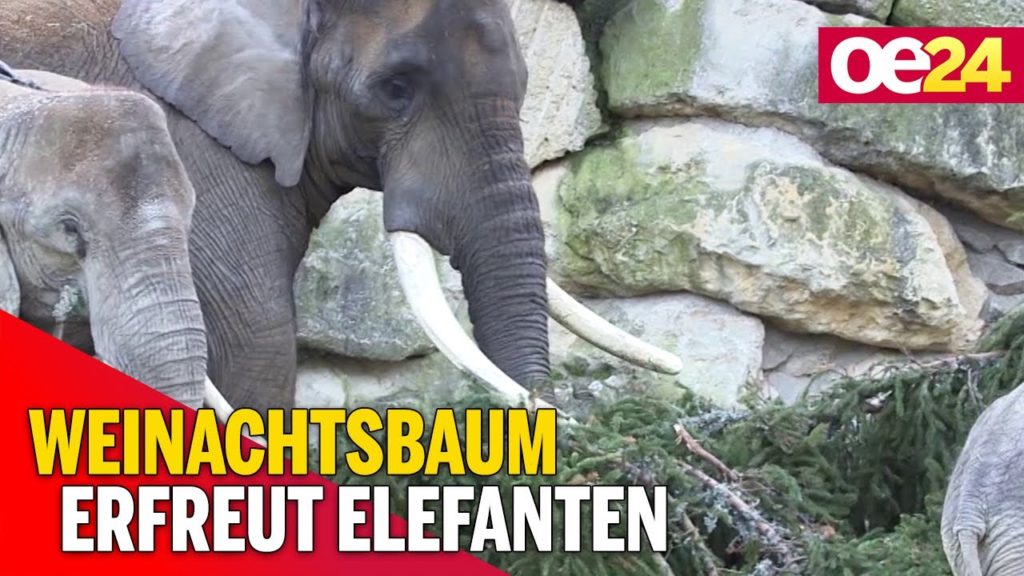 Schönbrunn: Weihnachtsbaum erfreut Elefanten