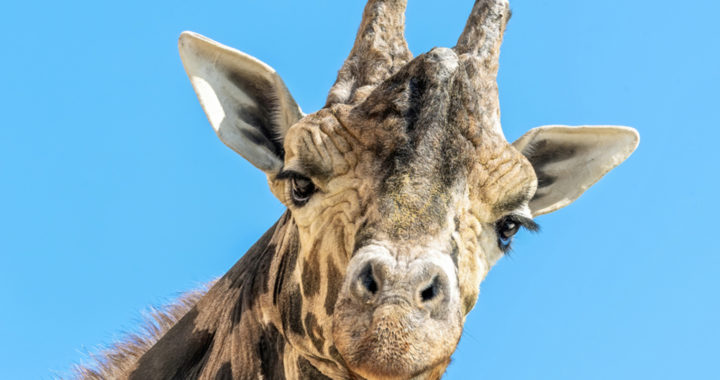 Trauer in Schönbrunn: Giraffe 'Kimbar' ist Tot