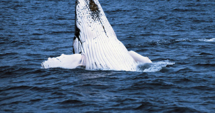 US-Fischer angeblich von Wal verschluckt