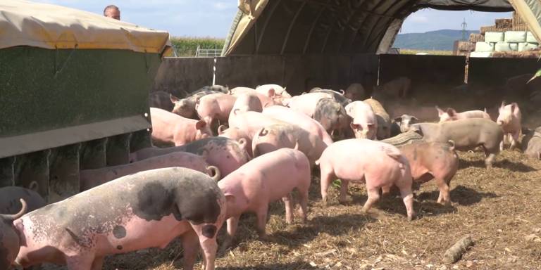 Bauernhof Hubmann und ihre Freiland-Schweine