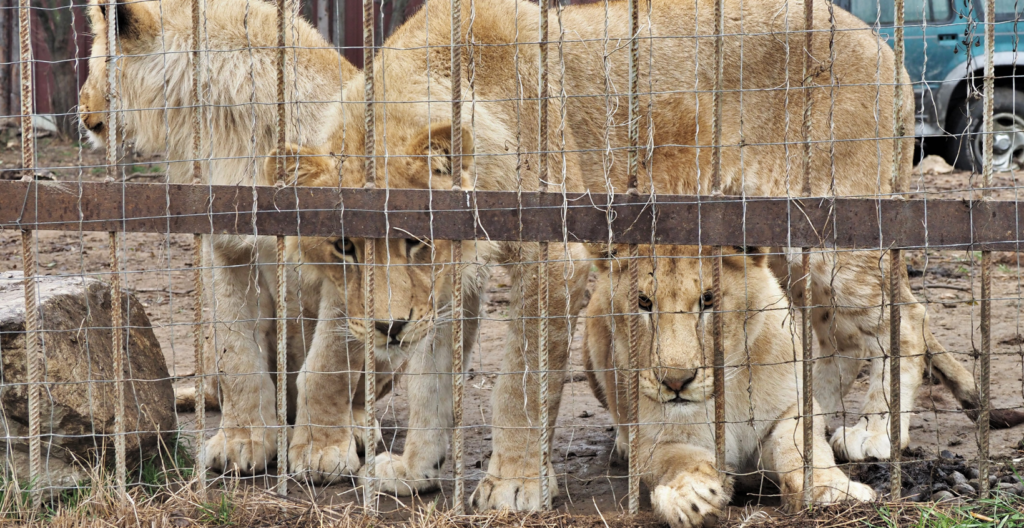 Unsere Tiere: Vier Pfoten rettet 7 gefangene Löwen aus Rumänien
