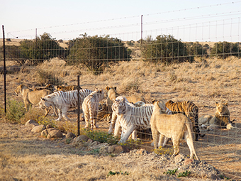 Grausame Ausbeutung: Löwen- und Tigerzucht