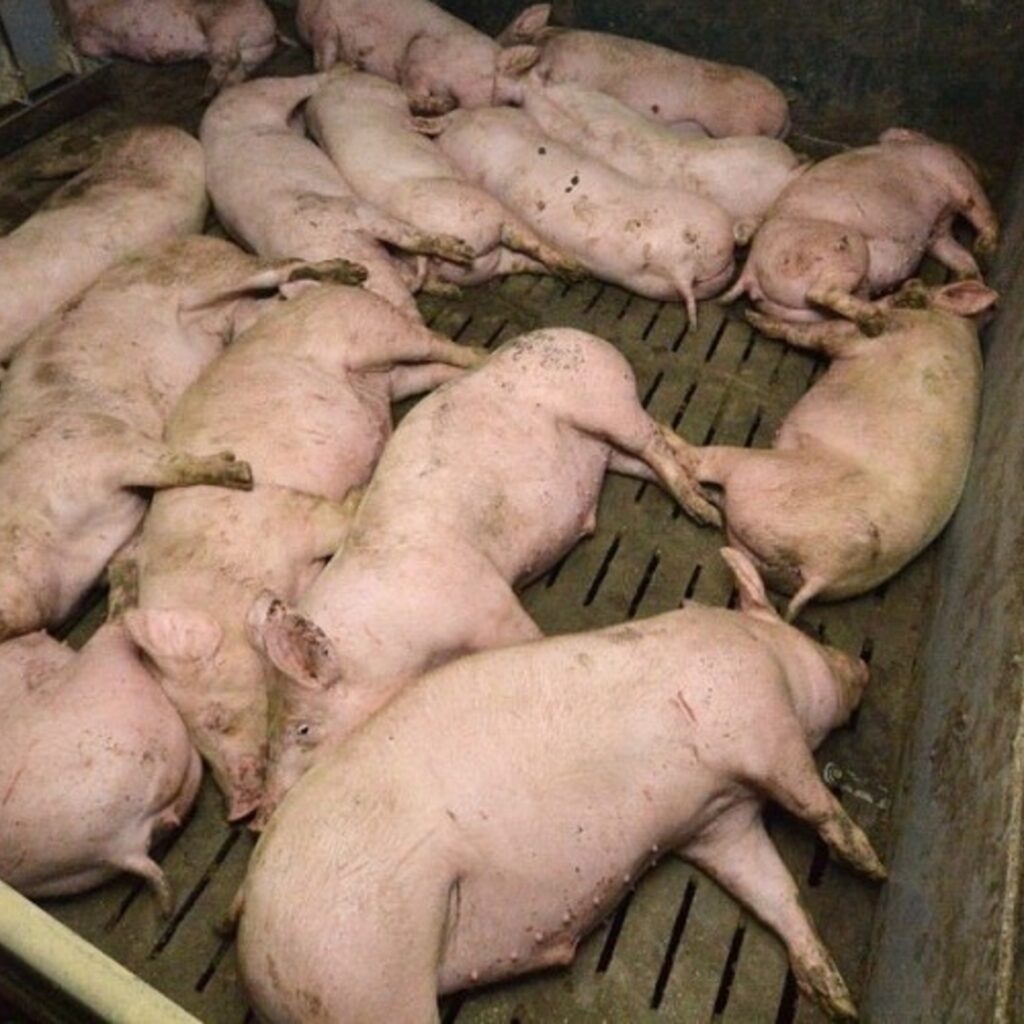 Tierschutzpaket: Vollspaltenboden-Verbot bei Schweinen ab 2040