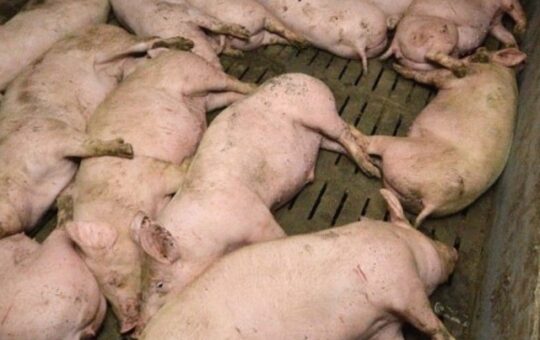 Tierschutzpaket: Vollspaltenboden-Verbot bei Schweinen ab 2040