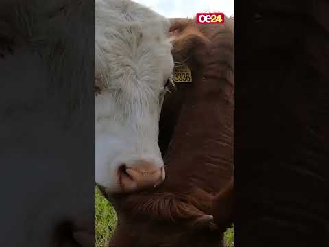 Rinder-TBC breitet sich in Vorarlberg aus