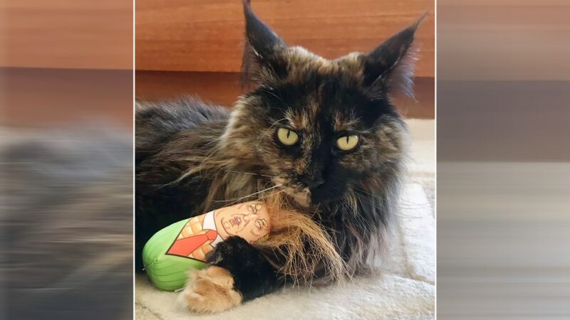 Katze im Flugzeug vergessen: “Mittens” wird Vielfliegerin