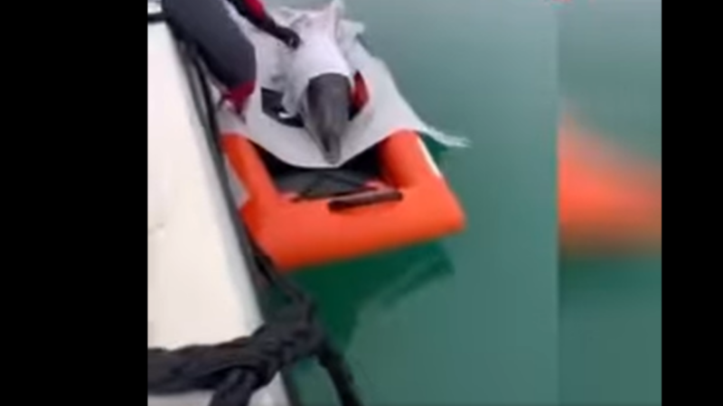 Spektakulärer Einsatz in Lignano: Feuerwehr rettet verirrten Delfin