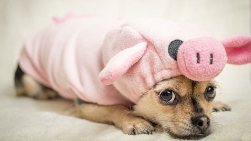 Treiber der Trägheit: “Man sollte den inneren Schweinehund nicht verdammen”