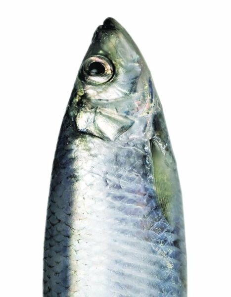 Aschermittwoch: Warum Heringe furzen, wir sie aber trotzdem essen