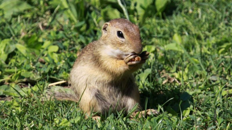 Bagger gegen Erdhörnchen: Ziesel haben bei Ostumfahrung Vorrang