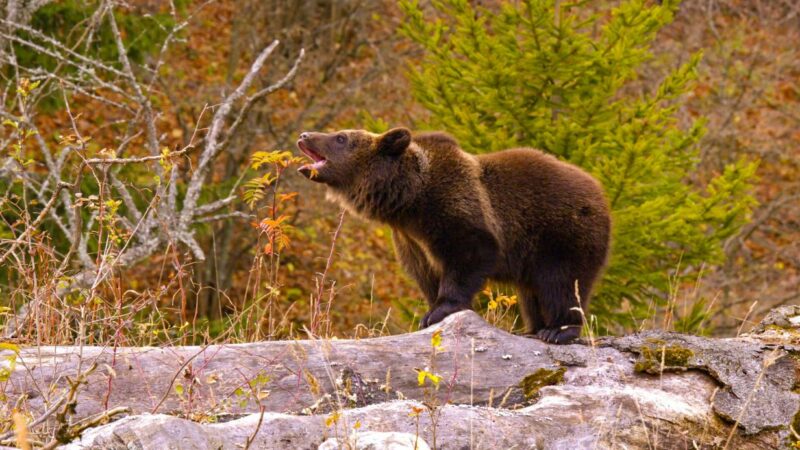 Bär im Tiroler Oberland gesichtet