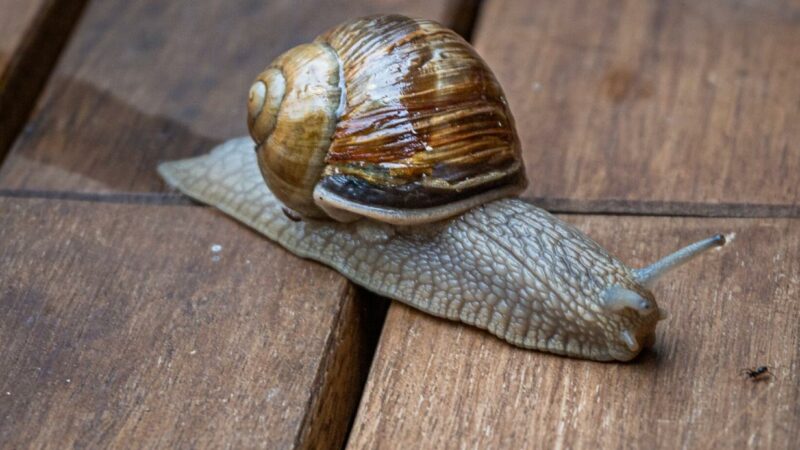 Hauptsache fit: Auch ein Schneckentempo ist ein Tempo