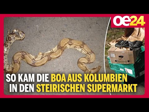 So kam die Boa aus Kolumbien in den steirischen Supermarkt | Werner Stangl