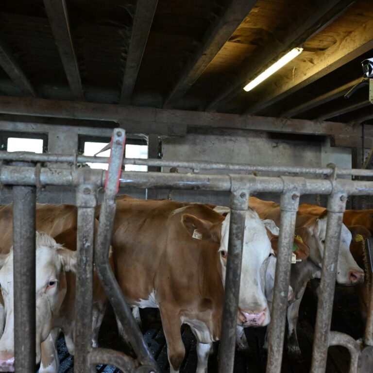 Kälber bei Stallbrand in Kärnten verendet