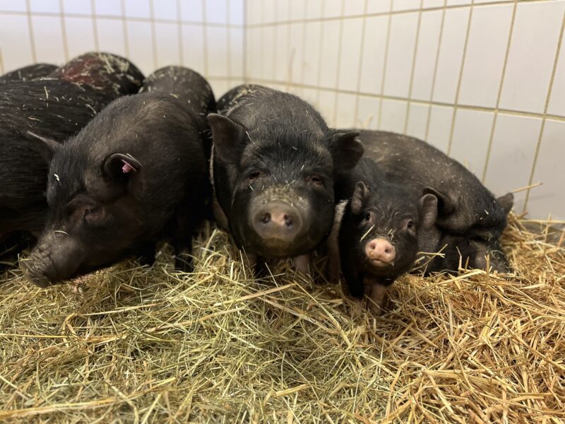 Kleines Gemeinde-ABC: Wo leben die meisten Schweine?