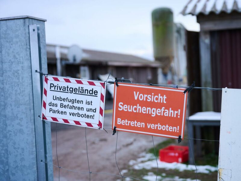 Maul- und Klauenseuche: Keine Infektionen in der Überwachungszone