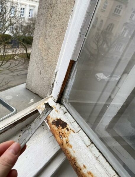 Schimmel im Gemeindebau: Volksanwältin kritisiert Wiener Wohnen