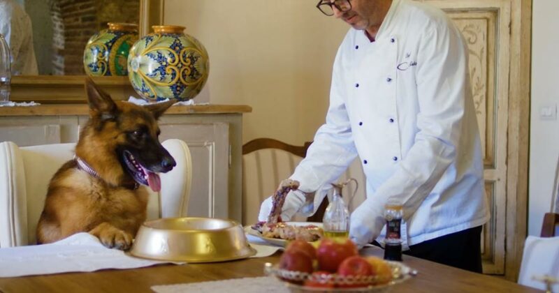 Steinreich: Schäferhund Gunther VI. frisst Fleisch mit Blattgold