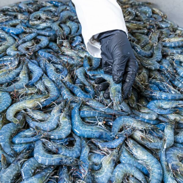 Steirische Gebirgsgarnele: “Das Kobe-Rind unter den Shrimps”