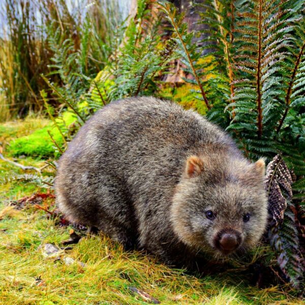 Tierschutzskandal: Influencerin fängt Wombat-Baby in Australien
