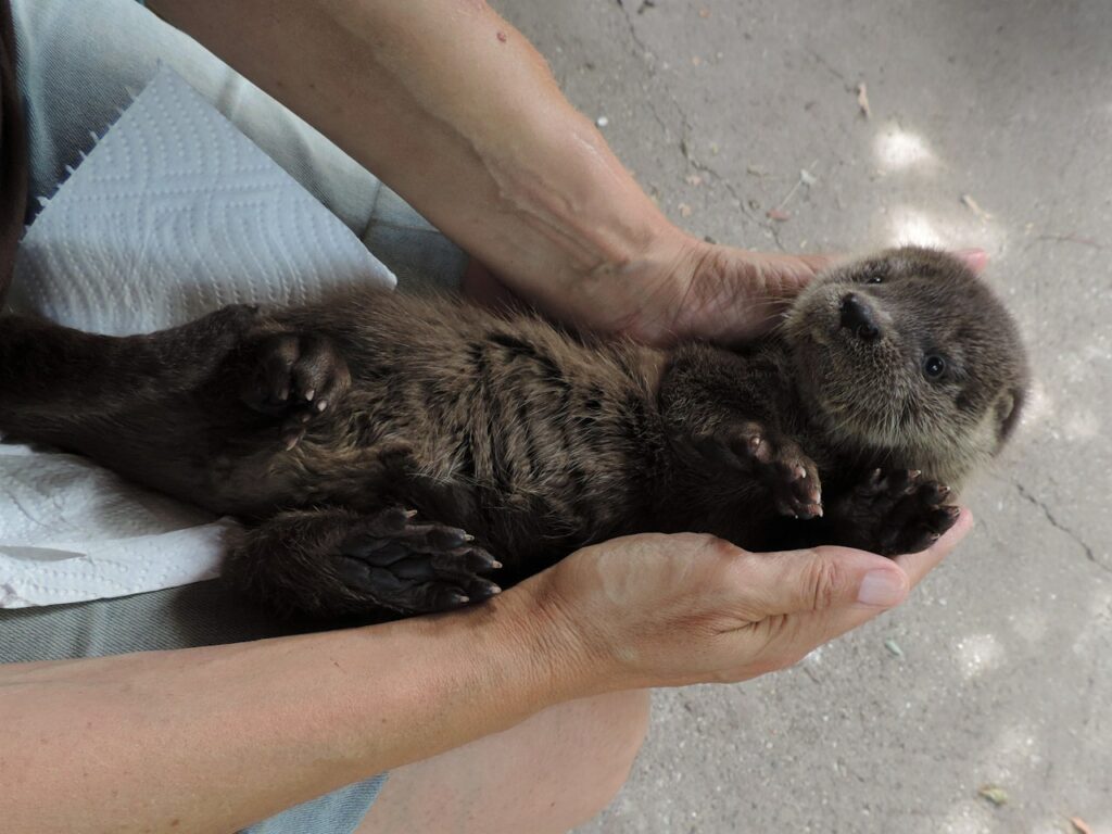 Verletztes Otterbaby wird von Pflegern in NÖ aufgepäppelt