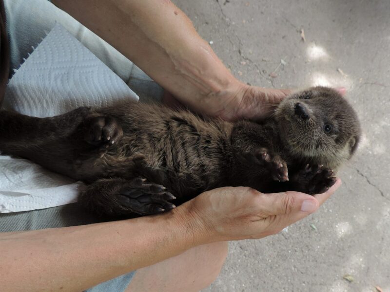 Verletztes Otterbaby wird von Pflegern in NÖ aufgepäppelt