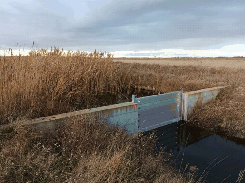 Wie das Wasser besser im Seewinkel gehalten werden soll