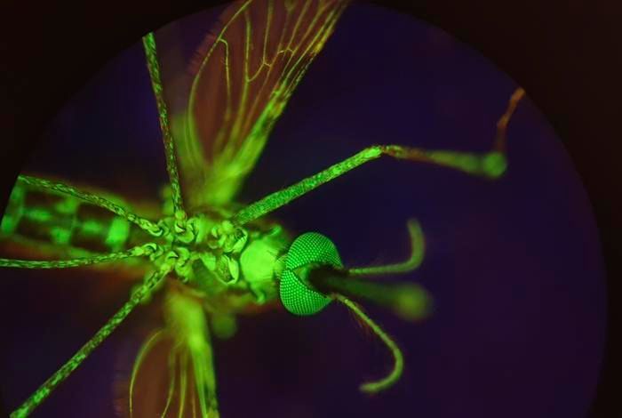 Zugelassenes Medikament macht Menschenblut für Malariamücken giftig