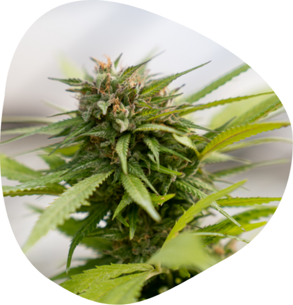 CBD-Shops verkaufen ab heute wieder Cannabisblüten