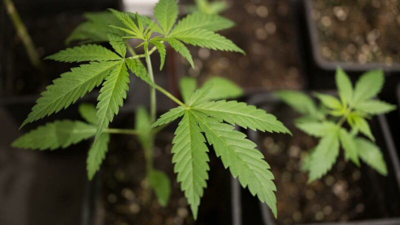 Drogenlenker führte Polizei zu versteckter Cannabisplantage in OÖ