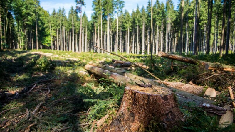 Forstunfall in Tirol: 23-Jähriger von Baum eingeklemmt