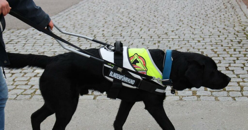 Frau mit Assistenzhund darf Hotelzugang nicht verwehrt werden