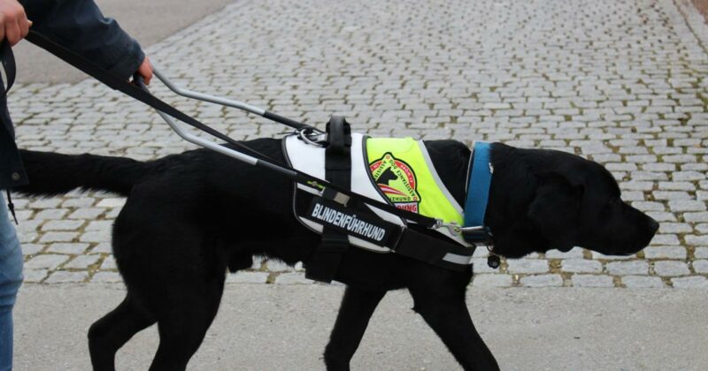 Frau mit Assistenzhund darf Hotelzugang nicht verwehrt werden