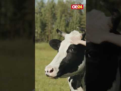 Seuche kommt näher: Jetzt drohen sogar Grenzsperren