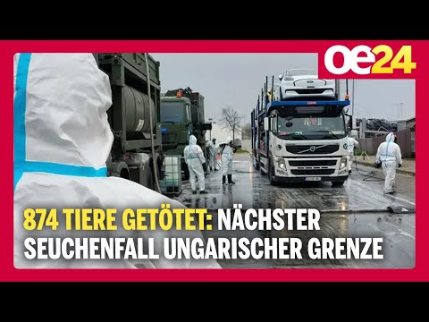 874 Tiere getötet: Nächster Seuchenfall an ungarischer Grenze