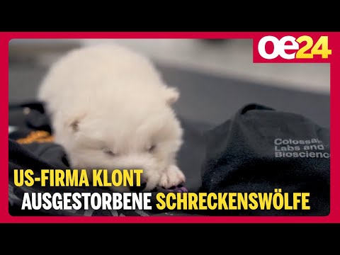 US-Firma klont ausgestorbene Schreckenswölfe