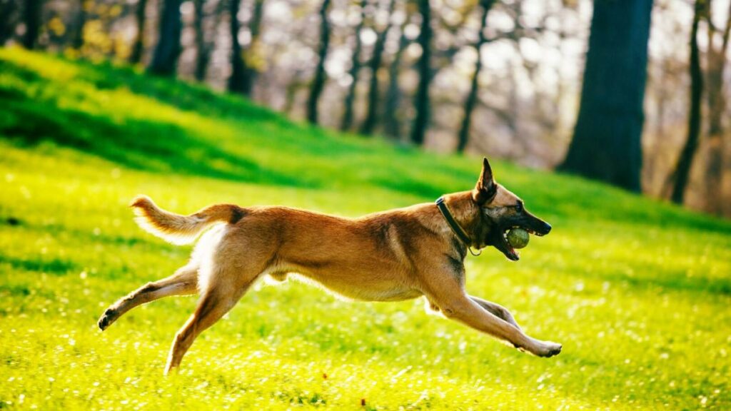 Hunde-Beißtraining: Trotz Protests wird an Verbot nicht gerüttelt