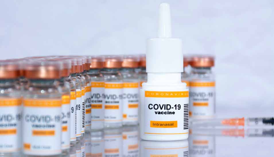 Nasaler Covid-19-Lebendimpfstoff erfolgreich im Tierversuch