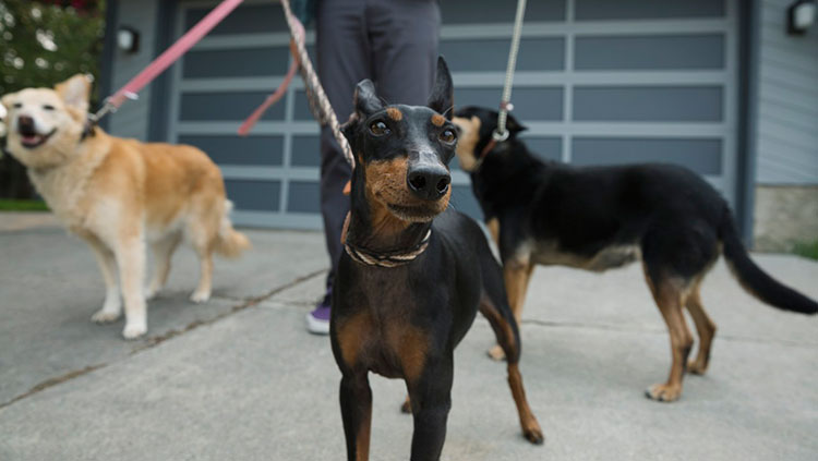 Nicht angeleinter Hund beißt meinen Hund – werde ich entschädigt?