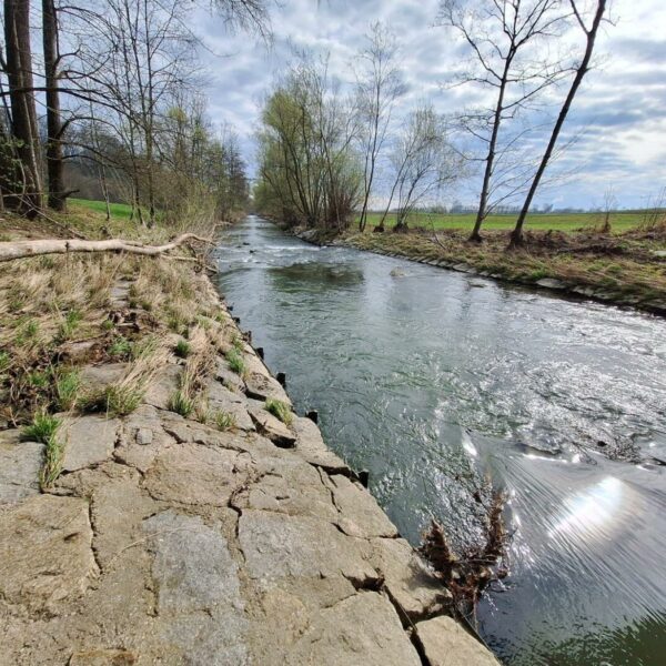 NÖ: Fluss bekommt mit Millionenprojekt Buchten und Naturufer zurrück