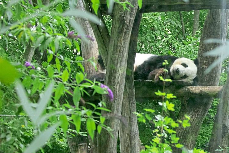 Panda-Paar im Tiergarten Schönbrunn angekommen – aber noch nicht zu sehen