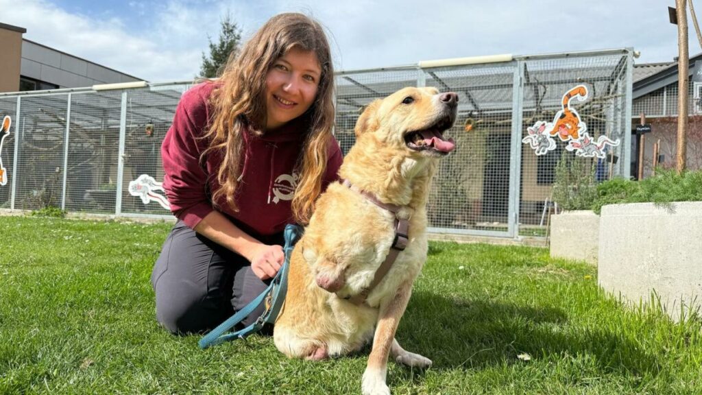 Tierheim St. Pölten: Zwei ganz besondere Hunde finden neues Glück