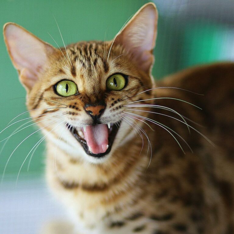 Tierquälerei mit Pfeil und Bogen? 2 tote Katzen mit Stichverletzungen