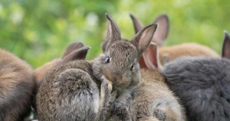 Wetterprognose fürs Wochenende: Der Osterhase hat trockene Pfoten