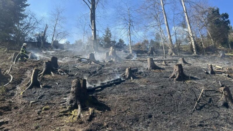 Zwei Waldbrände forderten Kärntner Feuerwehren