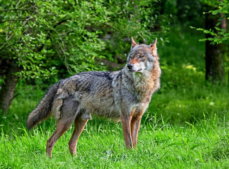 Bald weniger Wolfschutz? EU-Parlament stimmte für Eilverfahren