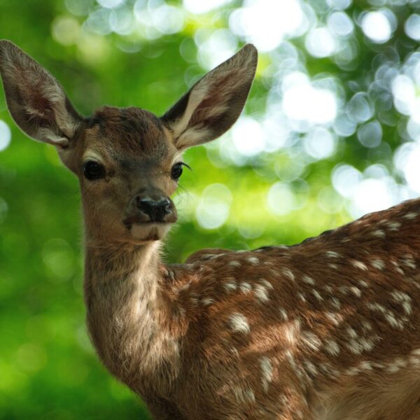 Filmkritik zu “Bambi – Eine Lebensgeschichte aus dem Walde”: Hauptdarsteller aus dem Zoo