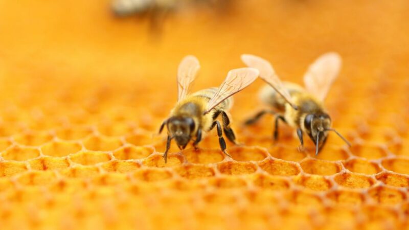 Friedlich oder aggressiv: Bienen beweisen beim Stechen Charakter
